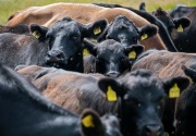 Pemkab Gowa kembangkan program sapi daging wagyu premium