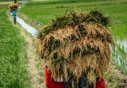 Guru besar IPB: Permintaan Bulog untuk impor merugikan petani