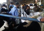 Pemkab Mojokerto genjot vaksinasi PMK, sapi perah jadi prioritas