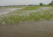 Yang perlu dilakukan petani agar tak boncos karena banjir