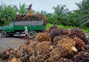 Disbun Kukar targetkan kenaikan 12% produksi kelapa sawit tahun ini