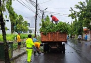 DLH Parepare gencarkan pemangkasan pohon hadapi cuaca ekstrem