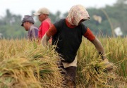 Pengamat jelaskan alasan penyerapan beras petani oleh Bulog merosot