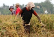 Bapanas diminta gandeng petani tetapkan HPP gabah dan beras