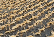 2.000 Mumi kepala domba jantan untuk persembahan ditemukan di Abydos 