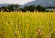 Bupati Kukar libatkan ahli pupuk organik perkuat sektor pertanian