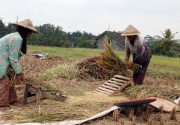 Perubahan kebijakan pemerintah kunci agar tak impor beras