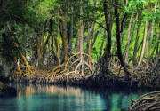Mewujudkan ekosistem karbon biru di tengah laju deforestasi 