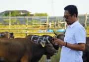 Antisipasi kekurangan hewan kurban, Pemkot Makassar datangkan ratusan sapi dari NTB