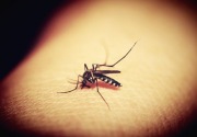 Pemerintah optimistis bisa capai bebas malaria 2024