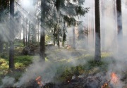 KLHK catat 5 provinsi tertinggi kebakaran hutan dan lahan