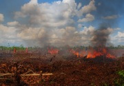 Gubernur Kalbar: Kebakaran hutan masih terus terjadi