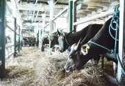 Kemenhub kirim 550 ekor sapi ke Jakarta
