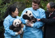 Diplomasi  China rangkul Eropa,  Presiden Xi  berkorespondensi dengan penjaga kebun binatang Belgia