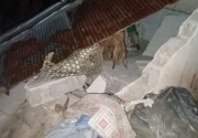 Gempa M 6,4 rusak 3 rumah warga di Gunung Kidul dan Kebumen
