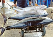 Gorontalo bakal jadi pusat ekspor tuna di bagian utara Sulawesi