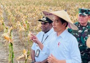 Kunjungi ladang jagung di Papua, Jokowi: Untungnya gede!