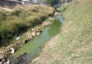 Anggota Dewan temukan sungai di Pati tercemar limbah, ancam petani garam