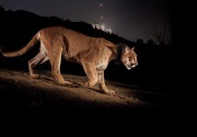 Malang, singa gunung ditabrak mati di jalan raya