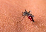 Kemenkes percepat target nol kematian akibat dengue