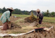 Kerek inflasi, pemerintah dan BI diminta segera kendalikan harga beras