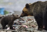 8 Anak beruang mati kelaparan di situs warisan dunia UNESCO Shiretoko Hokkaido