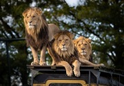 27 Tahun mengabdi, penjaga kebun binatang veteran tewas diserang singa