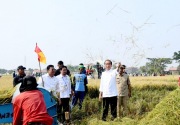 Jokowi tegaskan bakal tambah cadangan beras sebesar 1,5 juta ton 