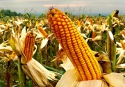 Pemerintah bakal impor jagung pakan sebanyak 500.000 ton