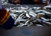 Komisi VI desak pemerintah batasi impor seafood Jepang