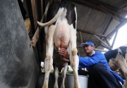 Berisiko PMK, Pemprov Jatim diminta tunda wacana impor sapi perah