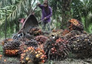Aspek emisi GRK dari produksi hilir kelapa sawit akan jadi pertimbangan konsumen