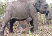 Napas panjang populasi Gajah Sumatera, Riska melahirkan lagi