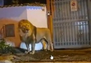 Singa sirkus lepas ke permukiman  di Italia, ada dugaan sabotase
