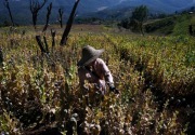 Myanmar susul Afghanistan sebagai produsen opium terbesar dunia 