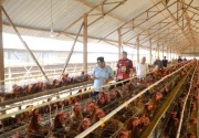 Peternakan Ayam di Kabupaten Gowa pasok kebutuhan masyarakat Makassar
