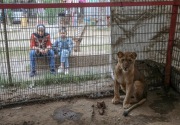 Manusia dan hewan menghadapi ancaman kematian di kebun binatang Rafah
