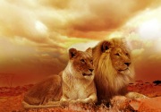 Pasangan singa 