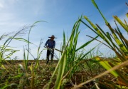 Cuaca panas, Malaysia akan minta tambahan 500.000 MT beras dari India
