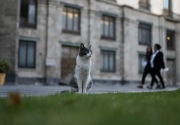 Status istimewa 19 kucing liar di istana kepresidenan Meksiko