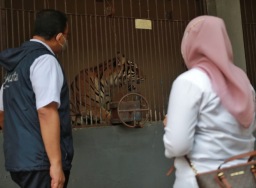 2 harimau Sumatera di Ragunan sempat terpapar Covid-19