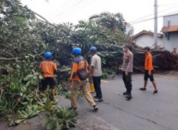 BPBD Pemalang bersihkan 2 pohon tumbang yang tutup akses Jalan Pantura