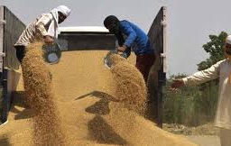  Direktur Celios paparkan 4 dampak setelah India larang ekspor gandum