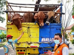 Gara-gara PMK, pemerintah atur lalu lintas hewan ternak antarwilayah