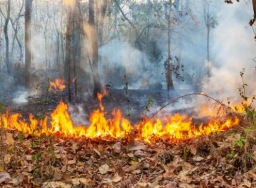 Pekebun di Kaltim diimbau tidak lakukan pembakaran untuk buka lahan