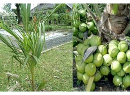 Dukung ketahanan pangan, Kementan ciptakan nursery modern untuk bibit kelapa unggul