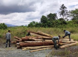 Cegah bencana alam, Dishut Kalsel tertibkan puluhan aktivitas pembalakan liar di hutan