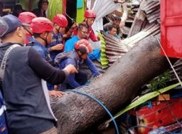 Damkar Kota Makassar evakuasi warga tertimpa pohon tumbang