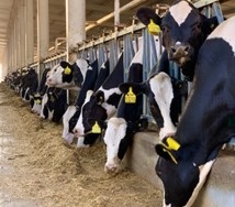 Pemprov Kaltim siapkan Rp2,7 miliar kendalikan Penyakit Mulut dan Kuku pada ternak