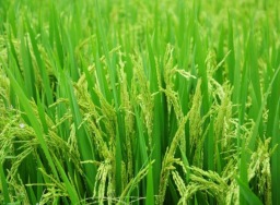 BRIN, Bapanas dan BUMN uji coba 3 pola teknologi produksi padi